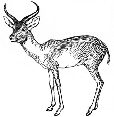 Antilope Malvorlage