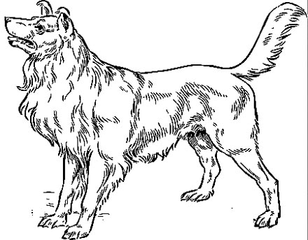 Collie Malvorlage