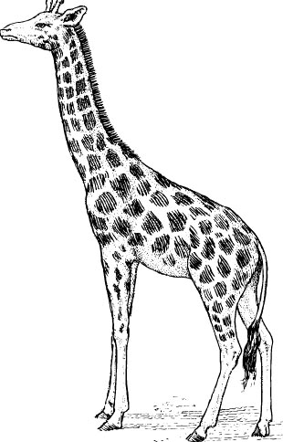 Giraffe Malvorlage