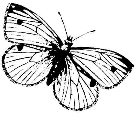 Pdf ausmalen schmetterling zum Schmetterlinge Ausmalen