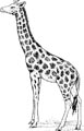 Giraffe Malvorlage