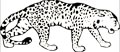 Leopard Malvorlage